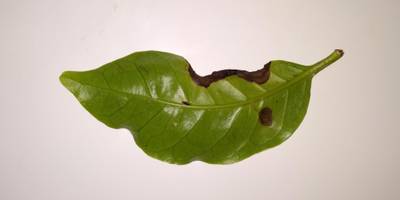 Sample image from Coffee Leaf Biotic Stress
