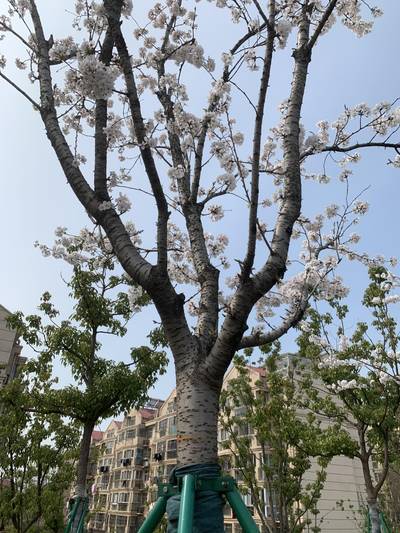Sample image from Urban Street: Branch