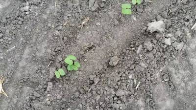 Sample image from DeepSeedling