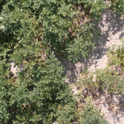 Sample image from Potato Plants Images