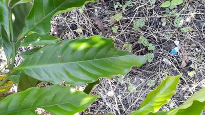 Sample image from RoCoLe