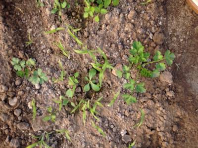 Sample image from Carrot-Weed