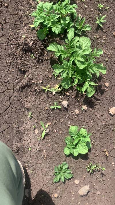Sample image from Supervisely Potatoes