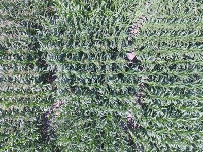 Sample image from Maize Tassel Detection