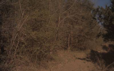 Sample image from CaSSeD: Real World Data