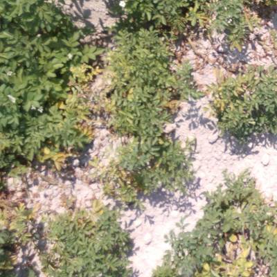 Sample image from Multispectral Potato Plants Images