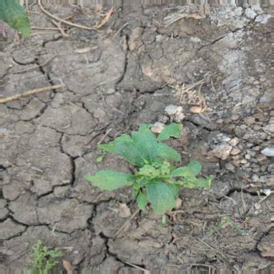 Sample image from Crop and Weed Detection