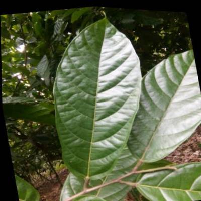 Sample image from KaraAgro AI Cocoa