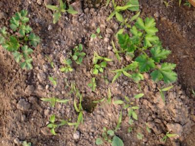Sample image from Carrot-Weed