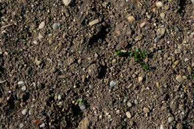 Sample image from Perrenial Plants Detection
