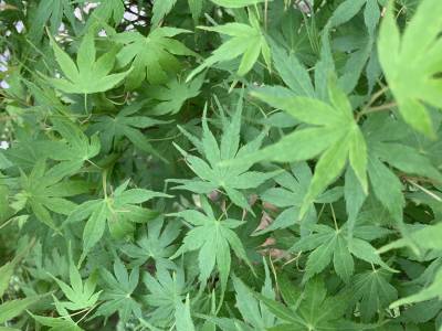 Sample image from Urban Street: Leaf Classification
