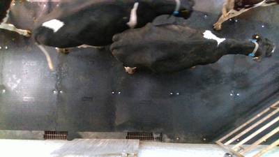 Sample image from Cows2021
