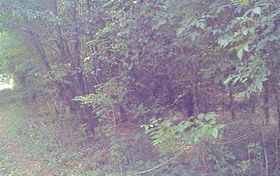 Sample image from CaT