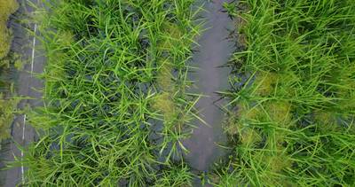 Sample image from Paddy Rice Imagery