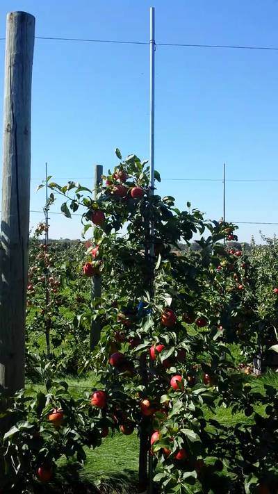 Sample image from MinneApple
