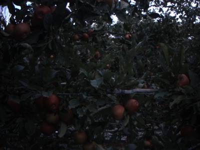 Sample image from Apple from Orchard Environment