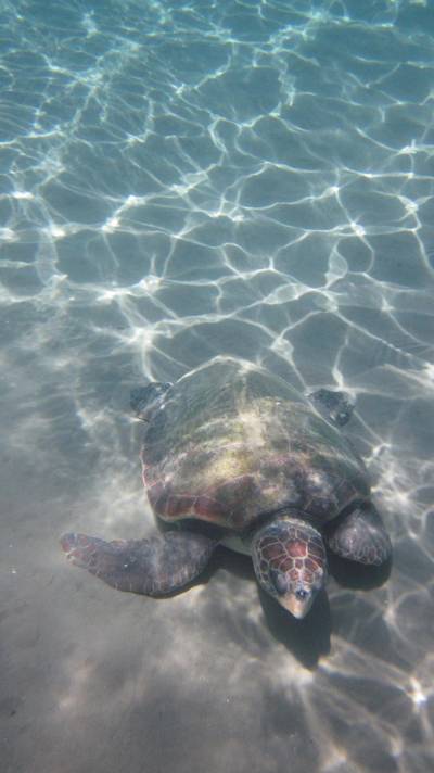 Sample image from Sea Turtle 2022