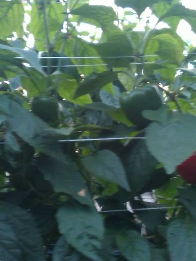 Sample image from QHDP