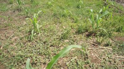 Sample image from Maize-Weed Image