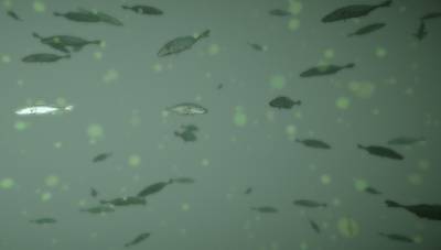Sample image from BrackishMOT