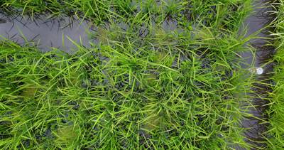 Sample image from Paddy Rice Imagery