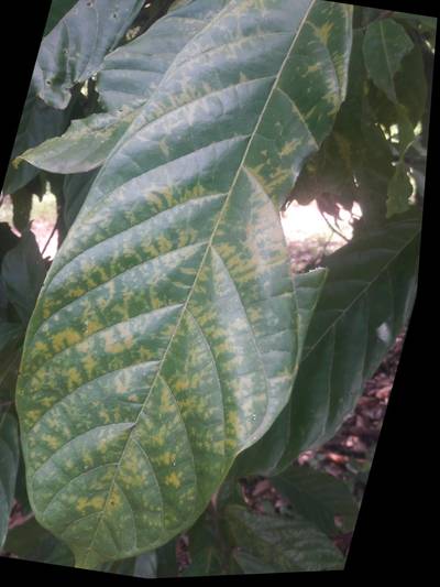 Sample image from KaraAgro AI Cocoa