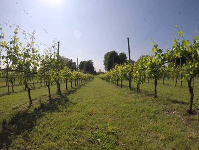 Sample image from Vineyard Rows