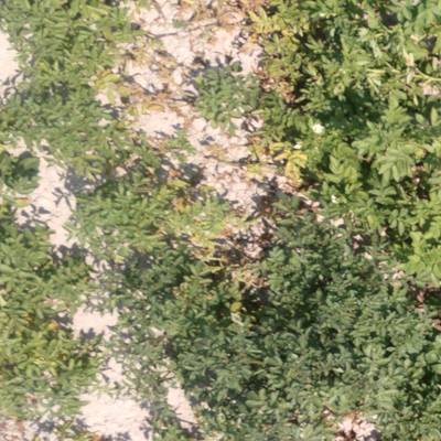 Sample image from Potato Plants Images