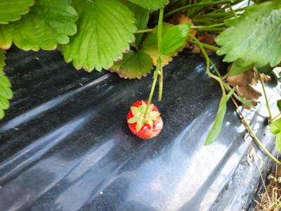 Sample image from Strawberry Dataset for Object Detection