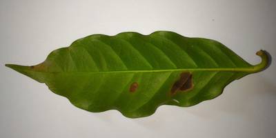 Sample image from Coffee Leaf Biotic Stress