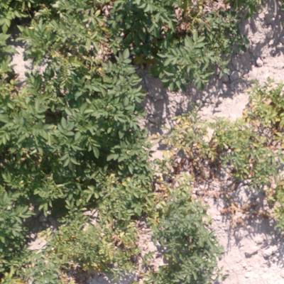 Sample image from Multispectral Potato Plants Images