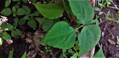 Sample image from Makerere University Beans