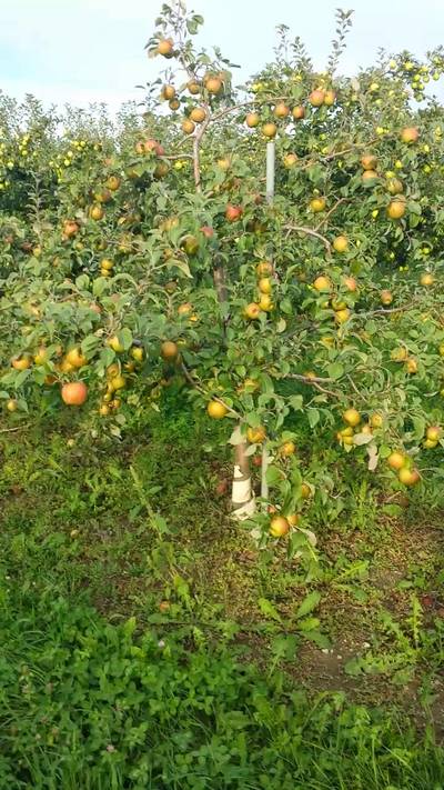 Sample image from MinneApple