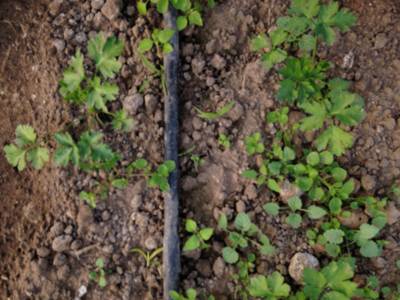 Sample image from Carrot-Weed