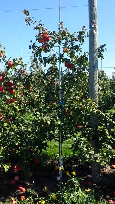 Sample image from MinneApple