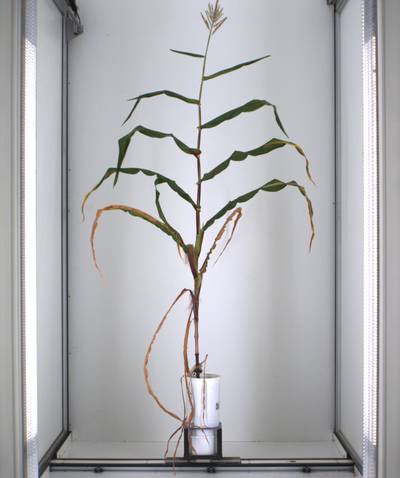 Sample image from Maize Whole Plant Image