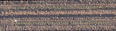 Sample image from Plant Detection and Counting