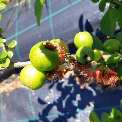 Sample image from QuinceSet