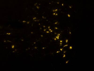 Sample image from Fluorescent Neuronal Cells