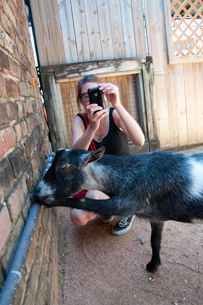 Sample image from Goat Image