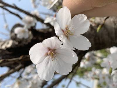 Sample image from Urban Street: Flower Classification