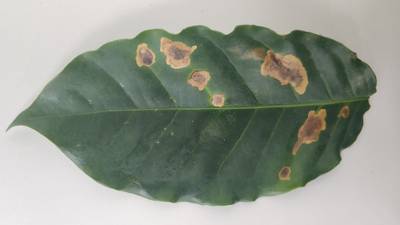 Sample image from Rust and Leaf Miner in Coffee Crop