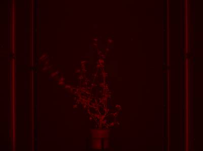 Sample image from CosegPP