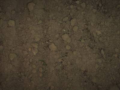 Sample image from Supervisely HRDA Plants Demo