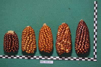Sample image from Maize Cobs