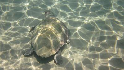 Sample image from Sea Turtle 2022