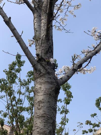 Sample image from Urban Street: Branch