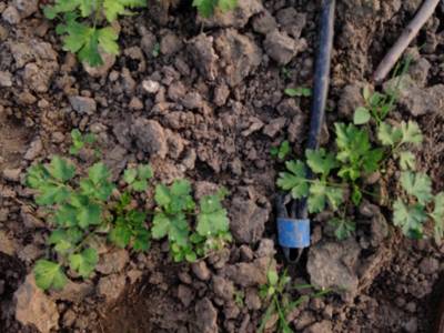 Sample image from Carrot-Weed