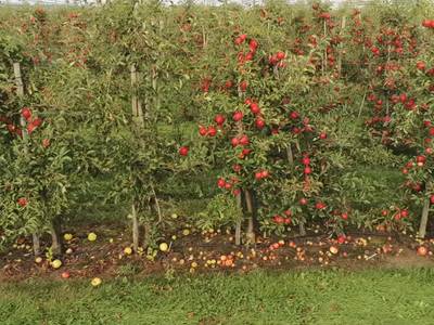 Sample image from Apple MOTS