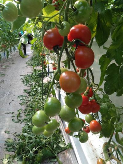 Sample image from LaboroTomato